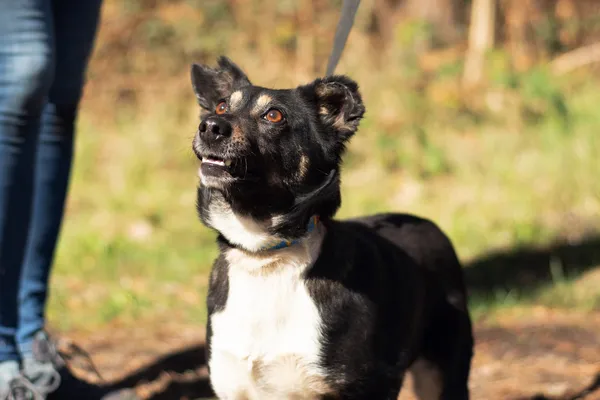 Pies do adopcji, Nowodwór, 5 maja 2025 (2/5)