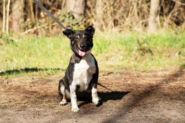 Pies do adopcji, Nowodwór, 5 maja 2025 (3/5)