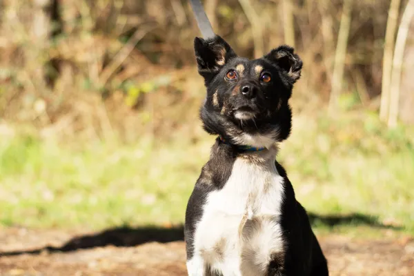 Pies do adopcji, Nowodwór, 5 maja 2025 (4/5)