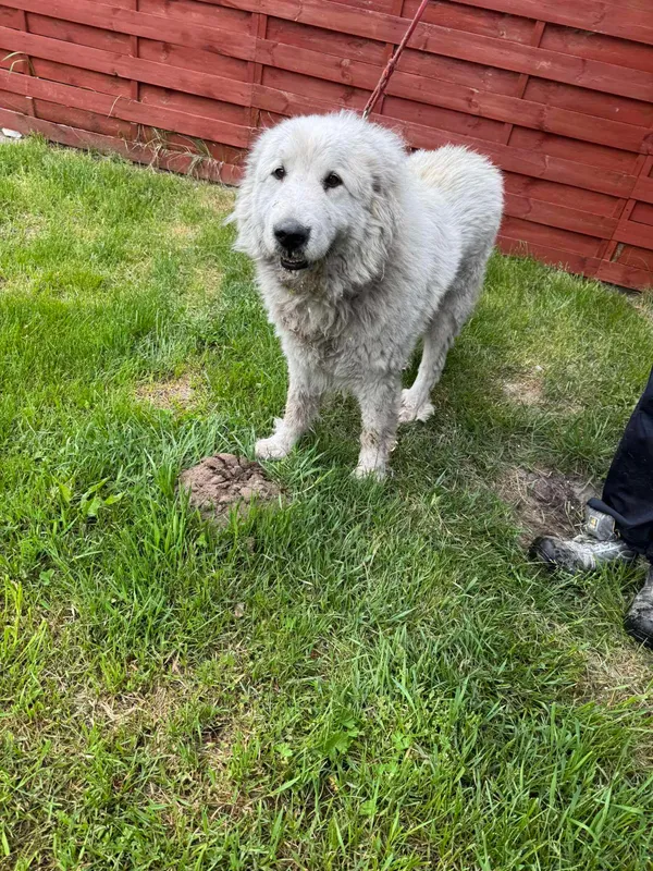 Znaleziono psa, Czartki, 5 maja 2025