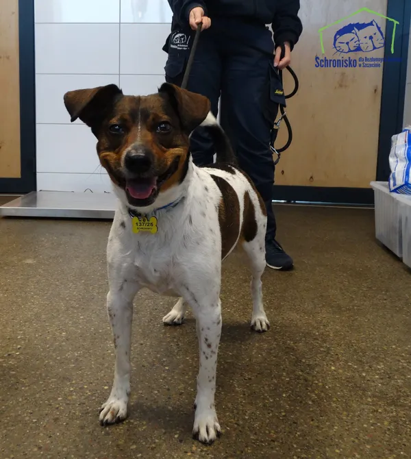 Znaleziono psa, Szczecin, 2 maja 2025 (1/2)