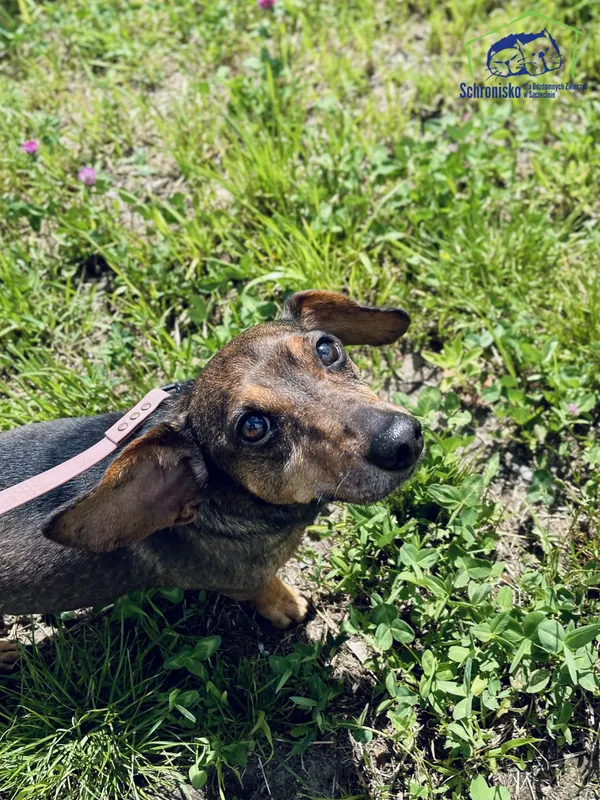 Znaleziono psa, Szczecin, 4 maja 2025 (2/4)