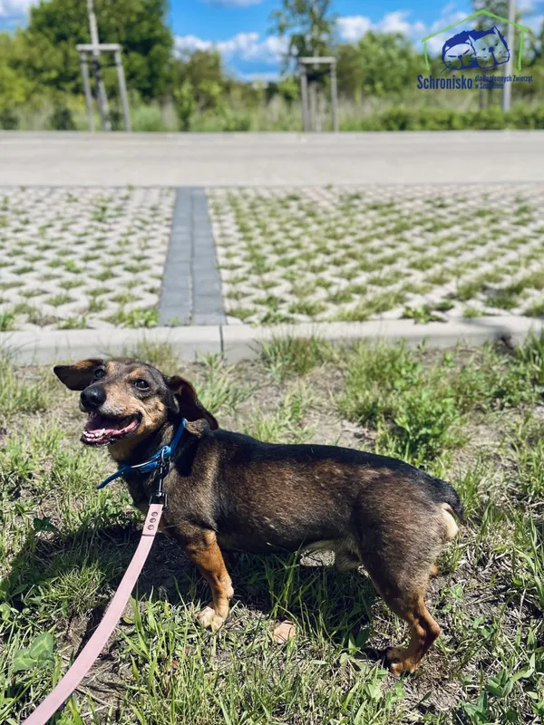 Znaleziono psa, Szczecin, 4 maja 2025 (3/4)