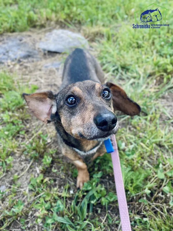 Znaleziono psa, Szczecin, 4 maja 2025 (4/4)