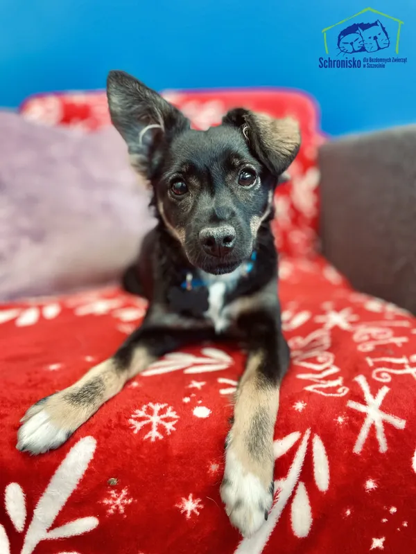 Znaleziono psa, Szczecin, 2 maja 2025 (2/4)