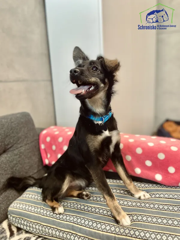 Znaleziono psa, Szczecin, 2 maja 2025 (3/4)