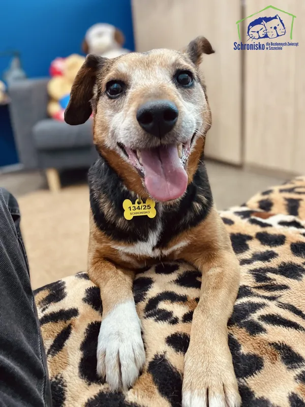 Znaleziono psa, Szczecin, 30 kwietnia 2025 (1/5)