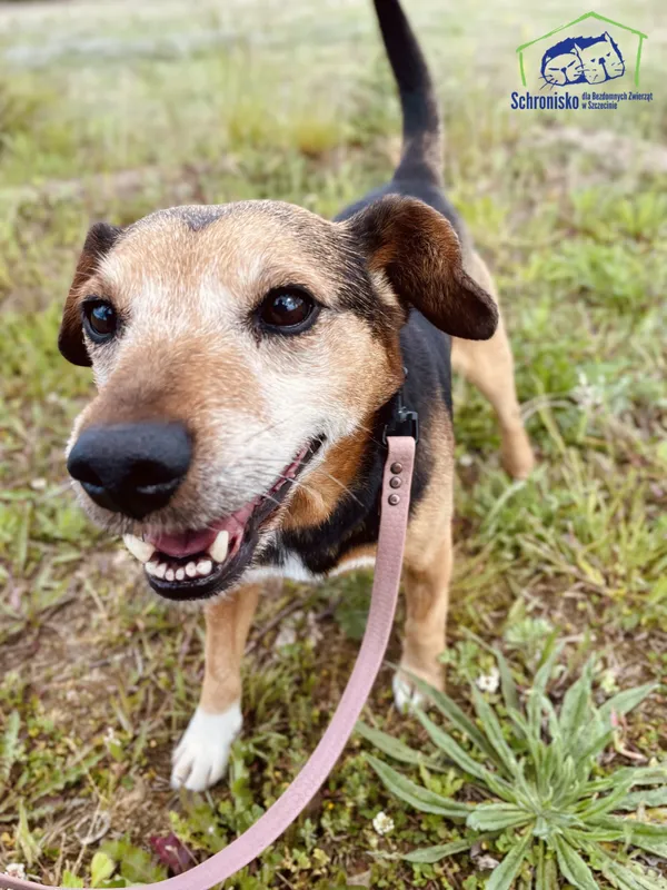 Znaleziono psa, Szczecin, 30 kwietnia 2025 (4/5)