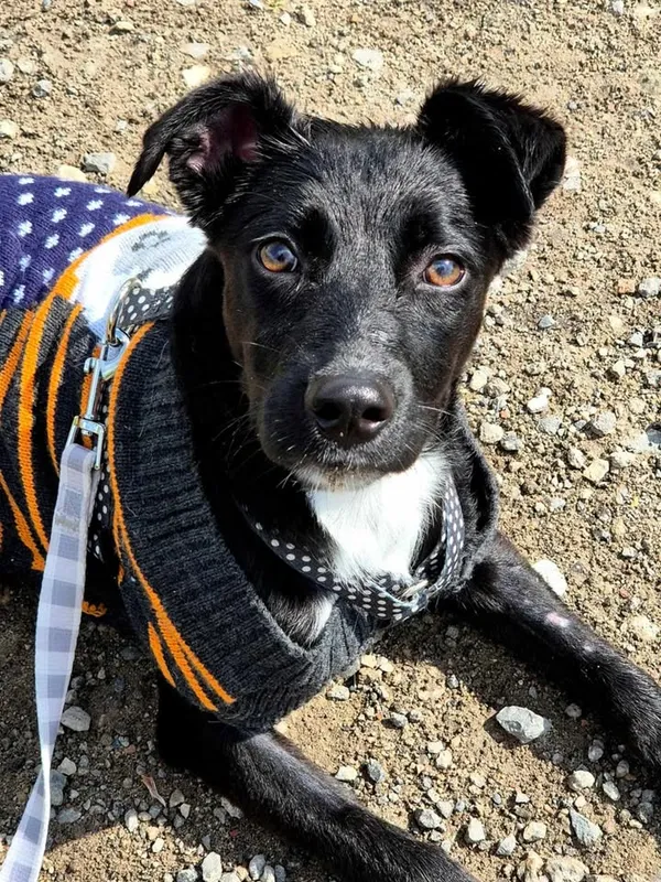 Znaleziono psa, Lublin, 4 maja 2025 (1/3)