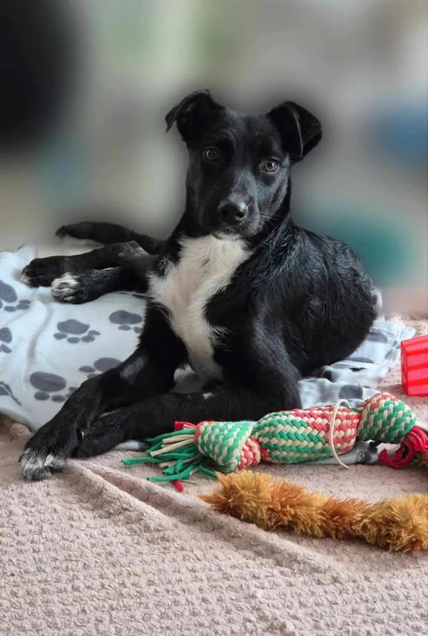 Znaleziono psa, Lublin, 4 maja 2025 (3/3)