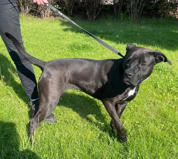 Znaleziono psa, Lublin, 4 maja 2025