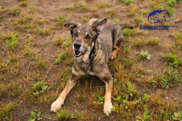 Pies do adopcji, Szczecin, 5 maja 2025 (1/5)
