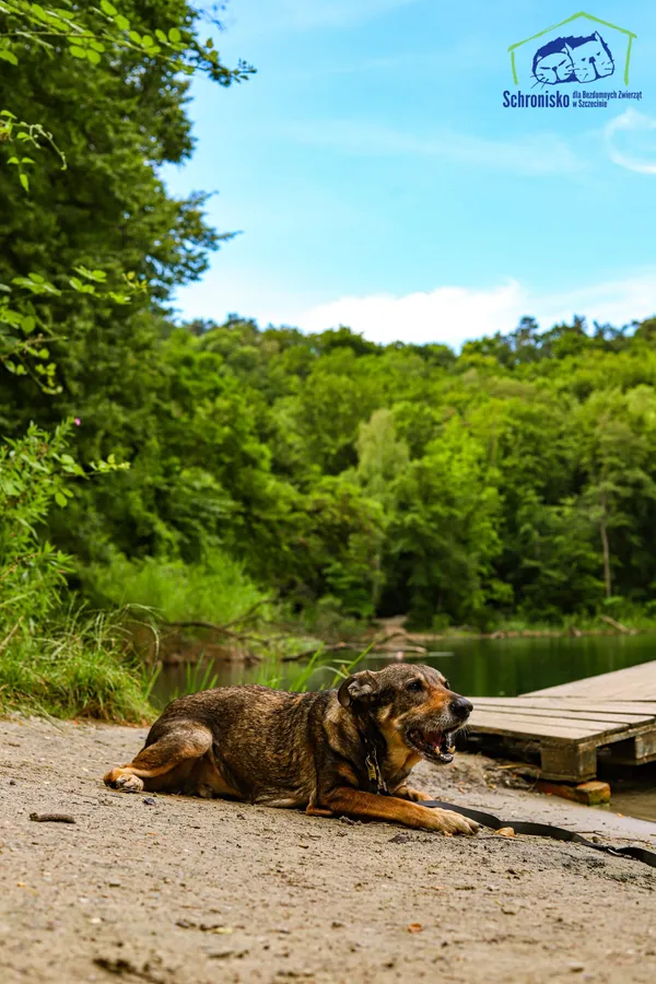 Pies do adopcji, Szczecin, 5 maja 2025 (2/5)
