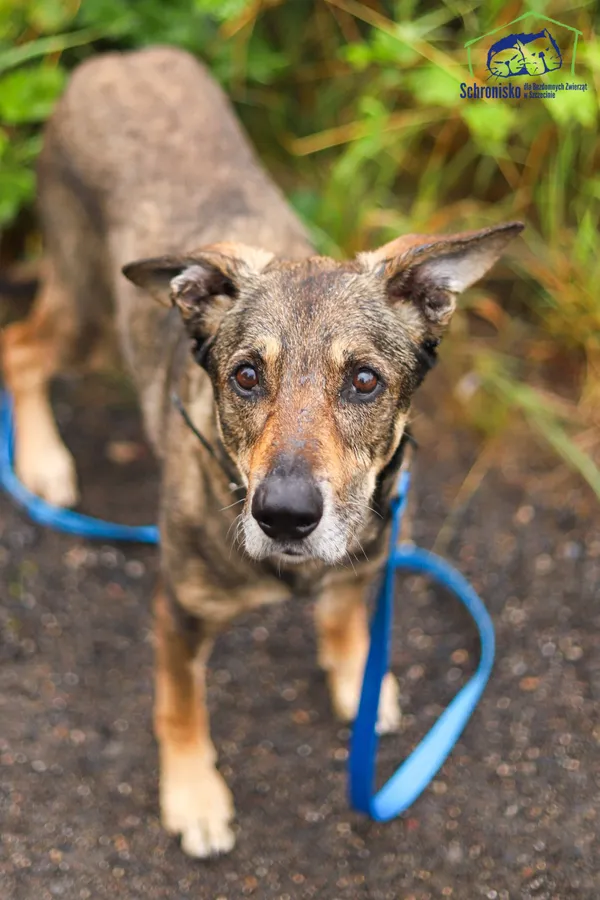 Pies do adopcji, Szczecin, 5 maja 2025 (3/5)