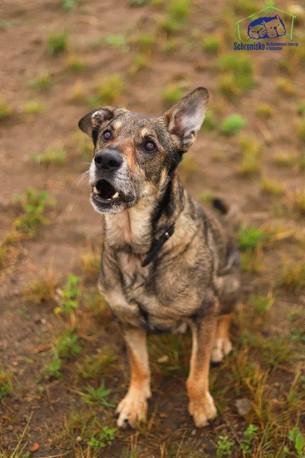 Pies do adopcji, Szczecin, 5 maja 2025 (5/5)