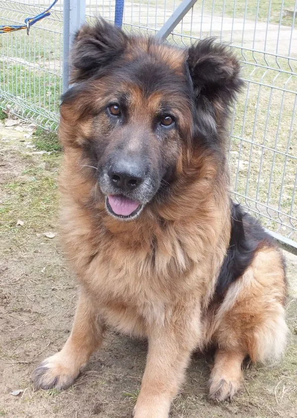 Znaleziono psa, Nowa Krępa, 20 marca 2025