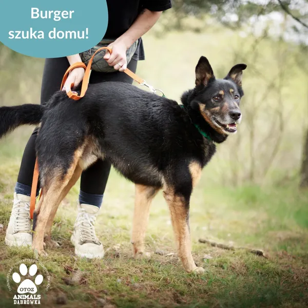 Pies do adopcji, Dąbrówka, 5 maja 2025 (5/5)