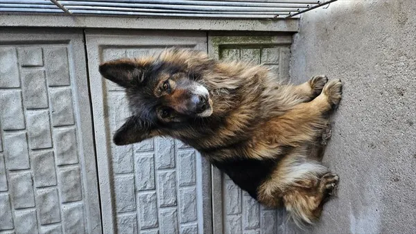 Pies do adopcji, Choszczno, 1 kwietnia 2025