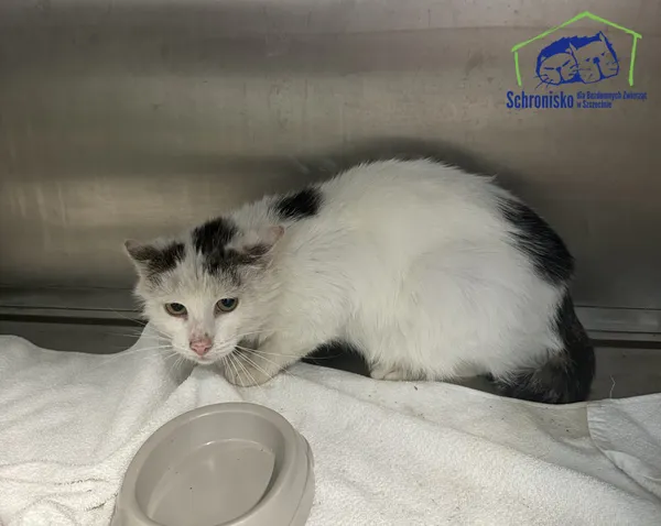 Znaleziono kota, Szczecin, 5 maja 2025