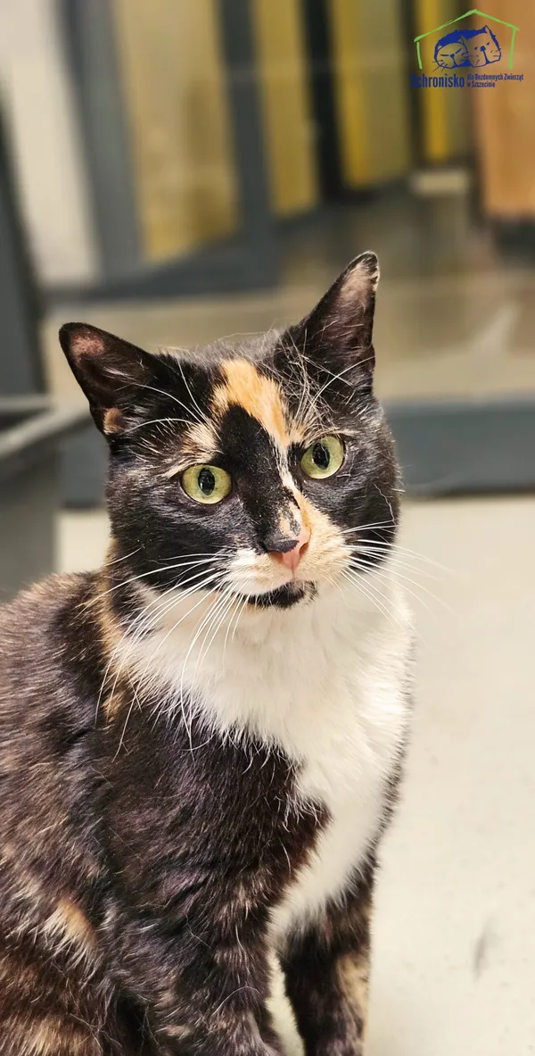 Znaleziono kota, Szczecin, 6 maja 2025 (1/4)