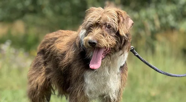 Pies do adopcji, Pieczyska, 6 maja 2025 (1/4)