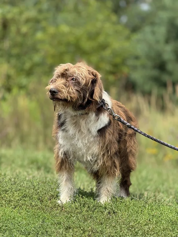 Pies do adopcji, Pieczyska, 6 maja 2025 (2/4)