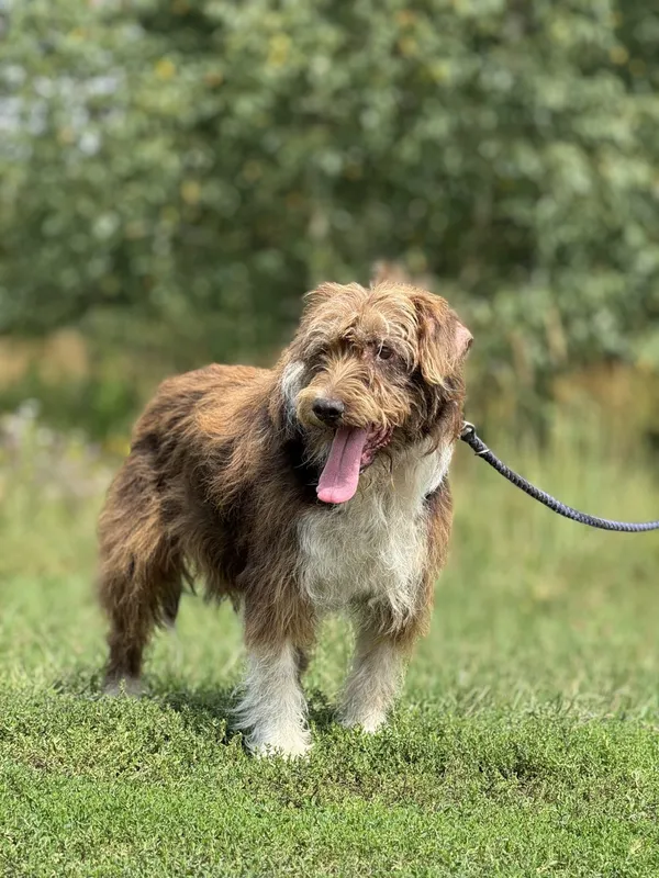 Pies do adopcji, Pieczyska, 6 maja 2025 (3/4)