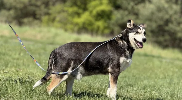 Pies do adopcji, Pieczyska, 6 maja 2025 (1/5)