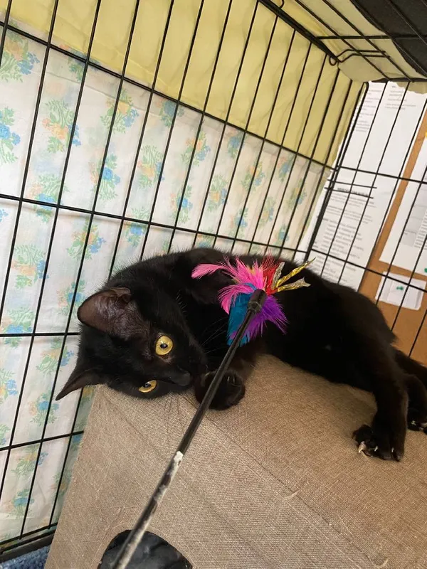 Znaleziono kota, Łódź, 5 maja 2025 (2/5)