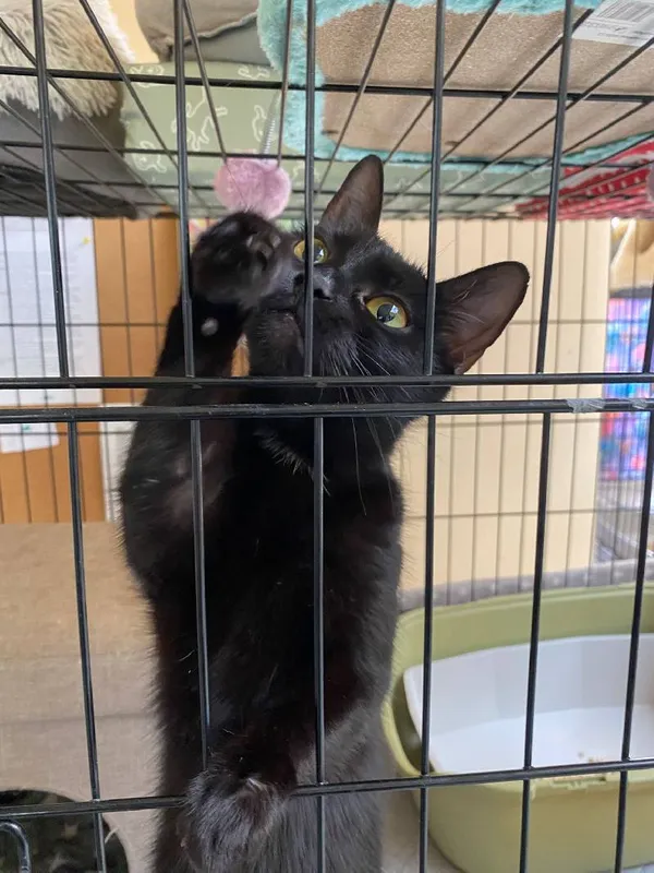 Znaleziono kota, Łódź, 5 maja 2025 (3/5)