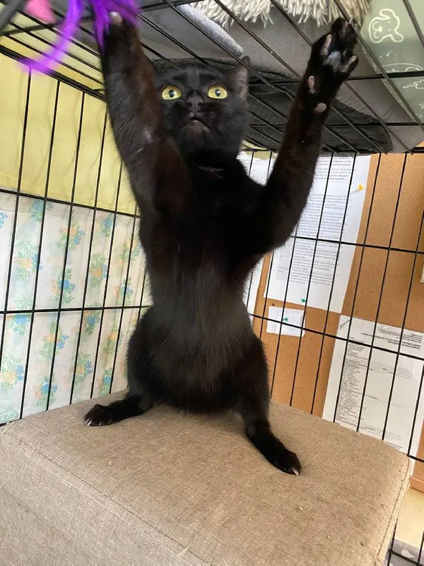 Znaleziono kota, Łódź, 5 maja 2025 (4/5)