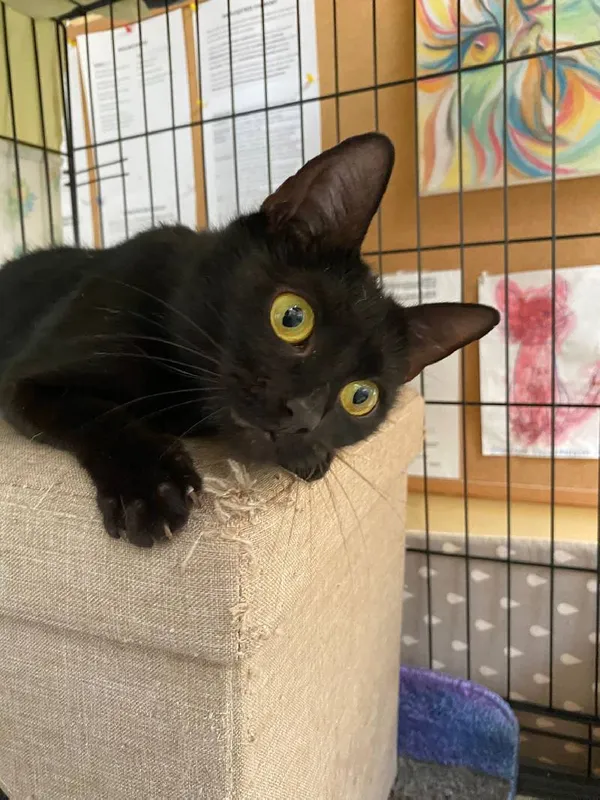 Znaleziono kota, Łódź, 5 maja 2025 (5/5)