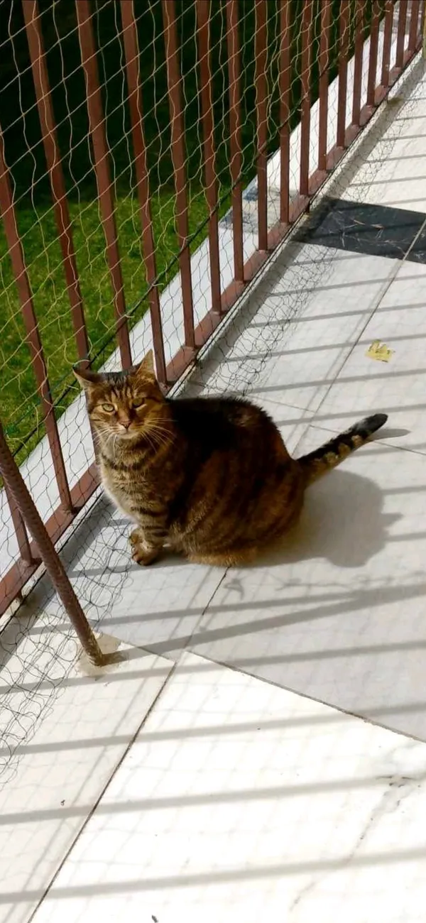 Zaginął kot, Międzyrzec Podlaski, 6 maja 2025