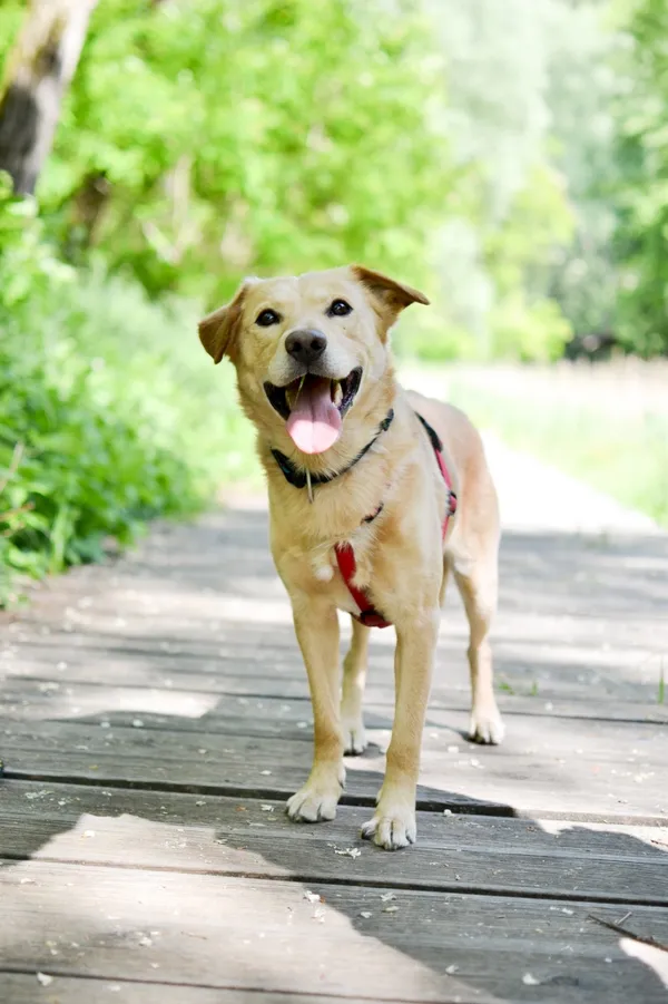 Znaleziono psa, Sosnowiec, 5 maja 2025 (5/5)