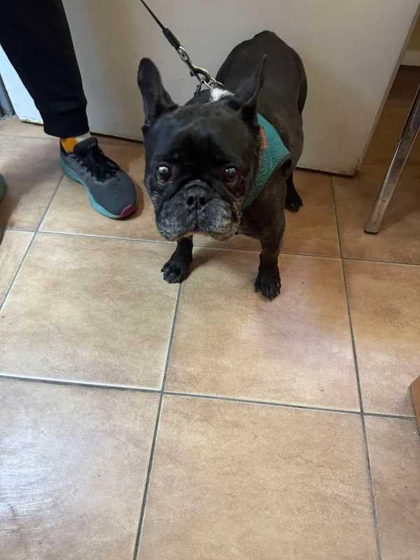 Znaleziono psa, Sosnowiec, 30 kwietnia 2025