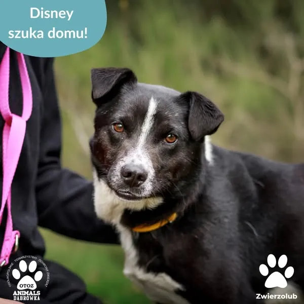 Pies do adopcji, Dąbrówka, 6 maja 2025 (1/5)