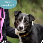 Pies do adopcji