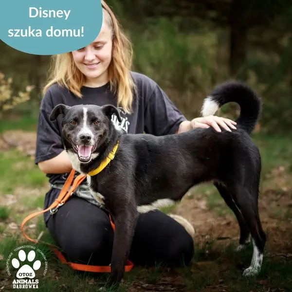 Pies do adopcji, Dąbrówka, 6 maja 2025 (4/5)