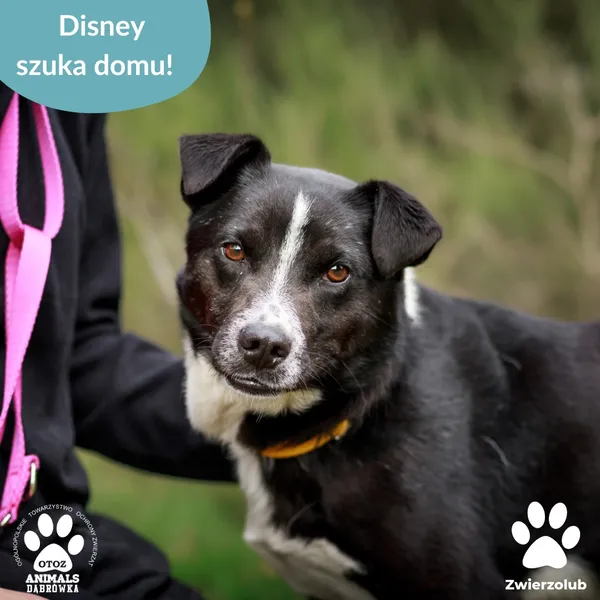 Pies do adopcji, Dąbrówka, 6 maja 2025 (5/5)