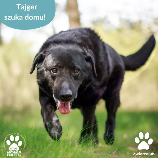 Pies do adopcji, Dąbrówka, 6 maja 2025 (1/5)