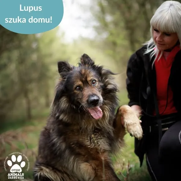 Pies do adopcji, Dąbrówka, 6 maja 2025 (2/5)