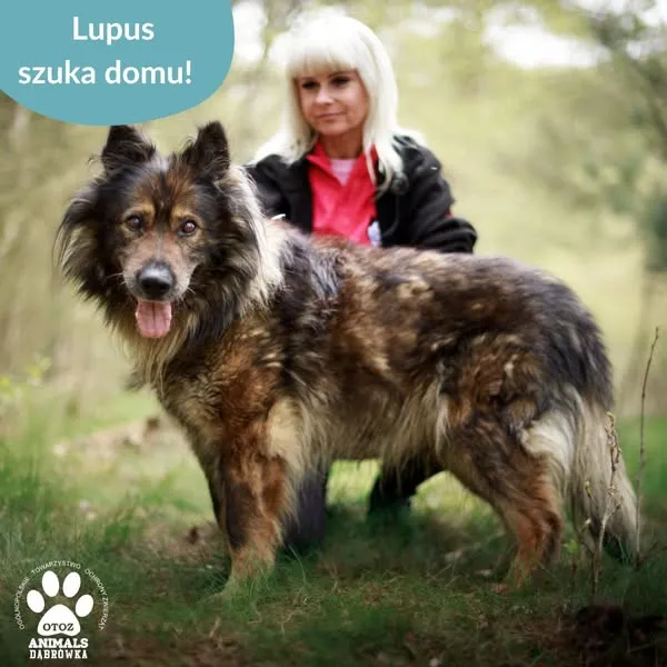 Pies do adopcji, Dąbrówka, 6 maja 2025 (4/5)