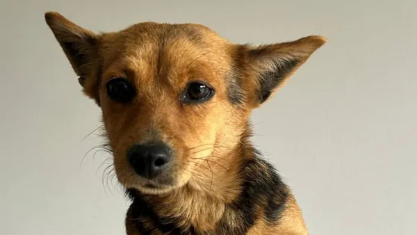 Znaleziono psa, Tatary, 5 maja 2025