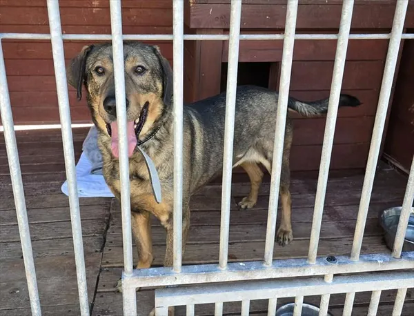 Pies do adopcji, Gorzów Wielkopolski, 6 maja 2025