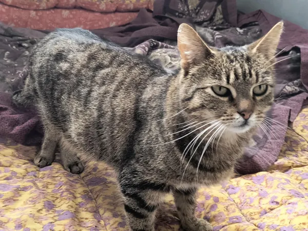 Kot do adopcji, Bełchatów, 12 marca 2024 (3/5)