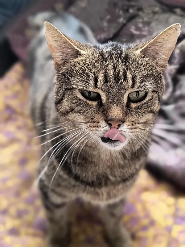 Kot do adopcji, Bełchatów, 12 marca 2024 (4/5)