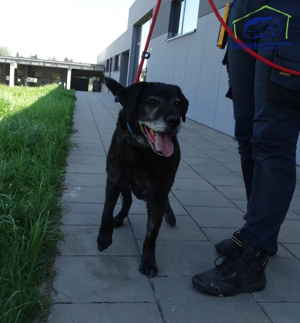 Znaleziono psa, Szczecin, 6 maja 2025