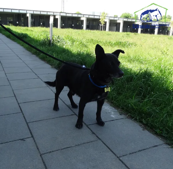 Znaleziono psa, Szczecin, 6 maja 2025