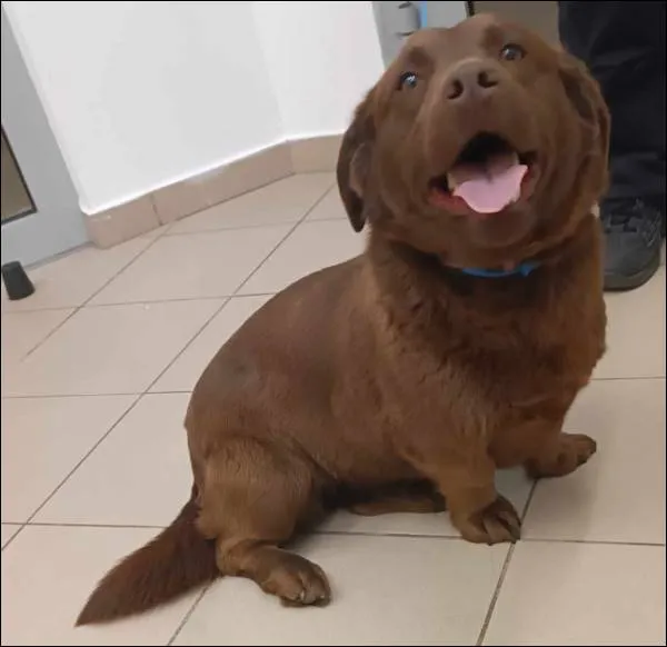 Znaleziono psa, Grudziądz, 7 maja 2025