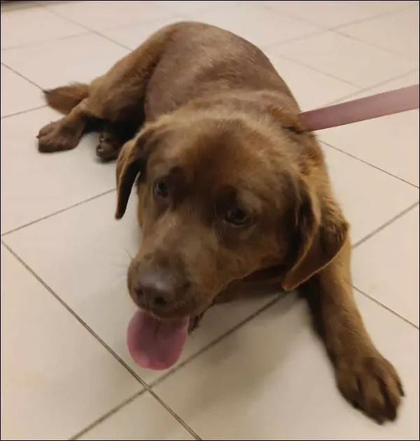 Znaleziono psa, Grudziądz, 7 maja 2025